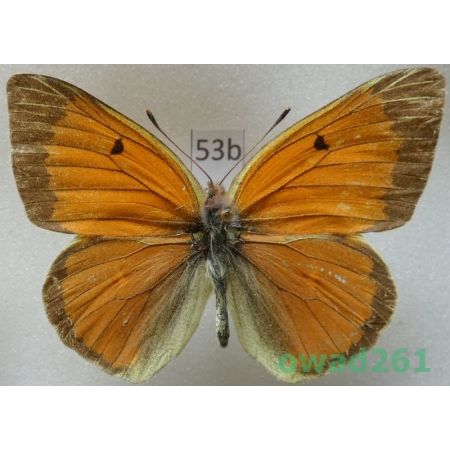 Colias diva Grum-Grshimailo, 1891 China53b